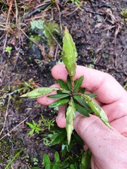 Leptecophylla juniperina