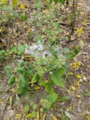 Symphyotrichum cordifolium