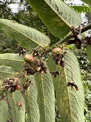 Phyllanthus salviifolius