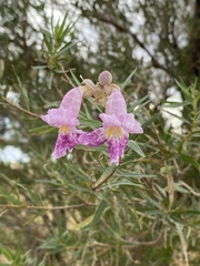 Chilopsis linearis