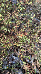 Hypericum hypericoides