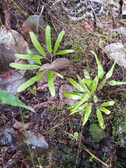 Lygodium articulatum