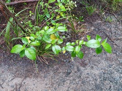 Geniostoma ligustrifolium