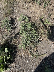 Amaranthus blitoides