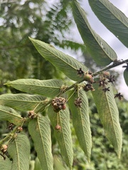 Phyllanthus salviifolius