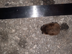 Nycticeius humeralis