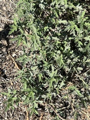 Amaranthus blitoides