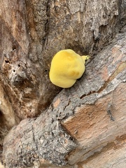 Laetiporaceae