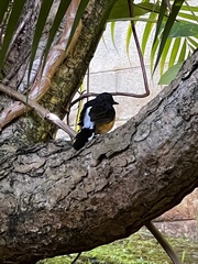 Copsychus malabaricus