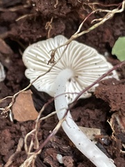 Mycena inclinata