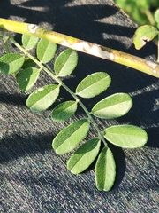 Styphnolobium affine