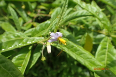 Solanum bahamense