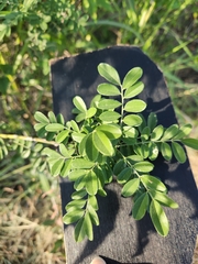 Styphnolobium affine