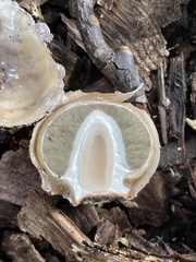 Phallus