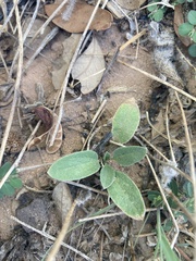 Ditaxis humilis