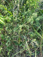 Styphnolobium affine