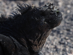 Amblyrhynchus cristatus