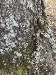 Myelochroa aurulenta