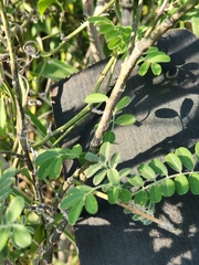 Styphnolobium affine