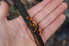 Dacrymyces stillatus