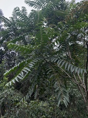 Phyllanthus salviifolius