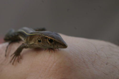 Common Puerto Rican Ameiva