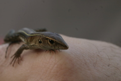 Common Puerto Rican Ameiva photo 2