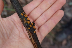 Dacrymyces stillatus