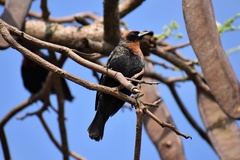 Chrysomus ruficapillus