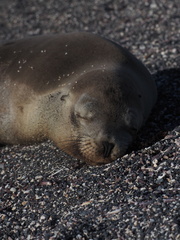 Otariidae