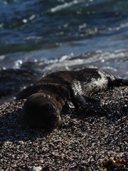 Otariidae