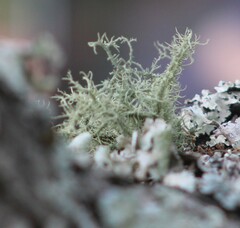 Ramalina peruviana