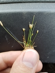 Eleocharis parvula