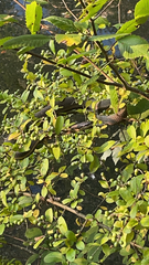 Regina septemvittata