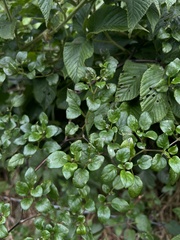 Salpichroa tristis