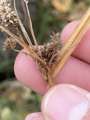 Scirpus microcarpus