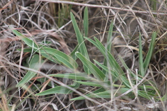 Asclepias asperula