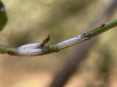 Bucculatrix variabilis
