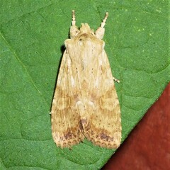 Lithophane bethunei