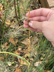 Scirpus microcarpus