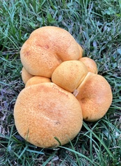 Gymnopilus junonius