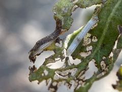 Bucculatrix variabilis