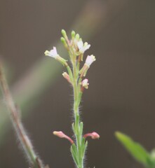 Oenothera curtiflora