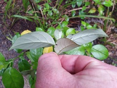 Geniostoma ligustrifolium