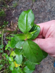 Geniostoma ligustrifolium