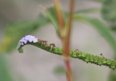 Heliotropium indicum