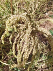Amaranthus