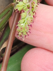 Echinochloa colona