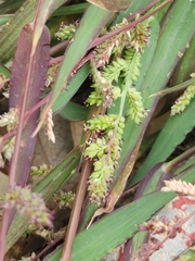 Echinochloa colona