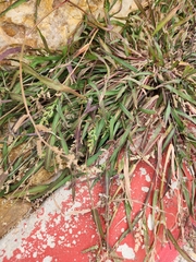 Echinochloa colona